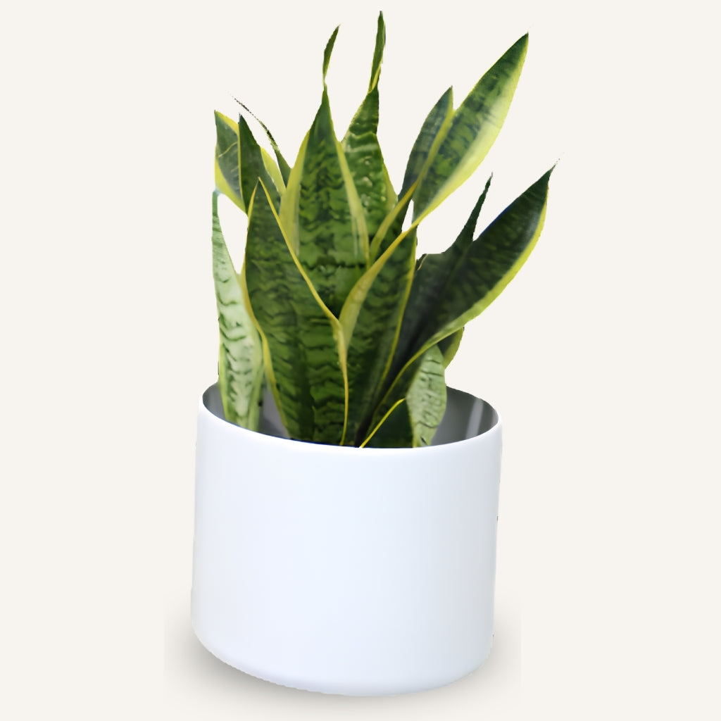 Matt Ceramic Pot With Wooden Stands